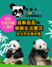 Panda live show